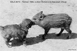 193- ARMEE DE L'AIR EN ALGERIE 1945-1962-41 (28)